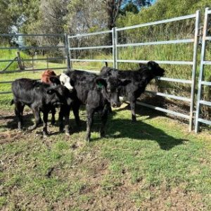 Buy Black Angus Cow For Sale