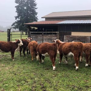 Buy Hereford Cows For Sale Online