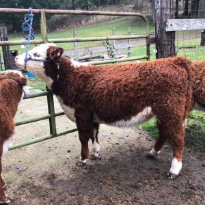 Buy Herefords Cow For Sale Online