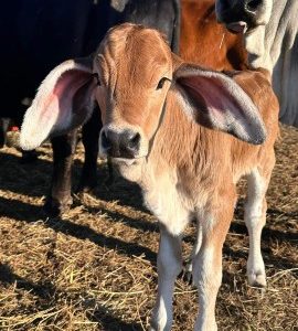 Buy Brahman Cattle For Sale