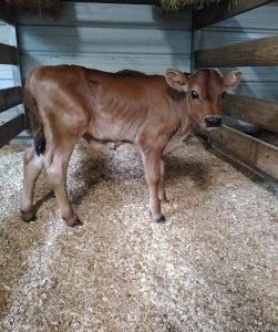 Jersey Cows For Sale Online