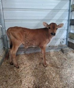 Jersey Cows For Sale Online