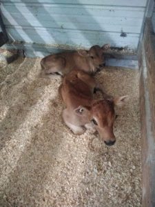 Jersey Cows For Sale Online