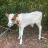 Dairy Cows For Sale Online