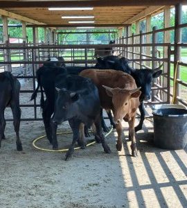 Buy Longhorn Cattle For Sale