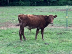 Buy Shorthorn Cattle For Sale