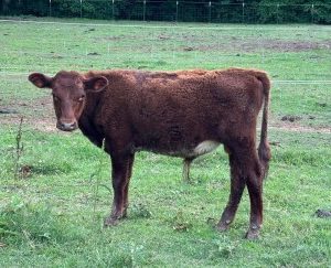 Buy Shorthorn Cattle For Sale