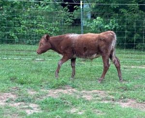 Buy Shorthorn Cattle For Sale